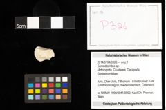 Foto (Objekt + Etiketten) von Goniodromites sp. 